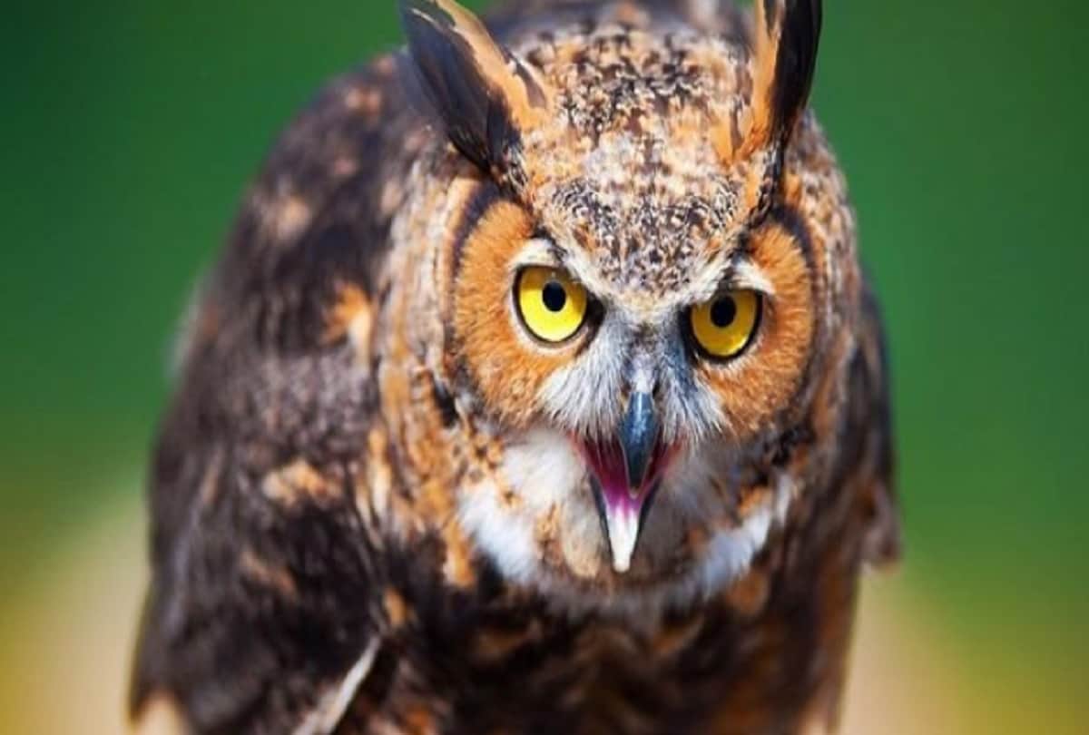 eagle owls is guarding Russian President Vladimir Putin house Kremlin in moscow