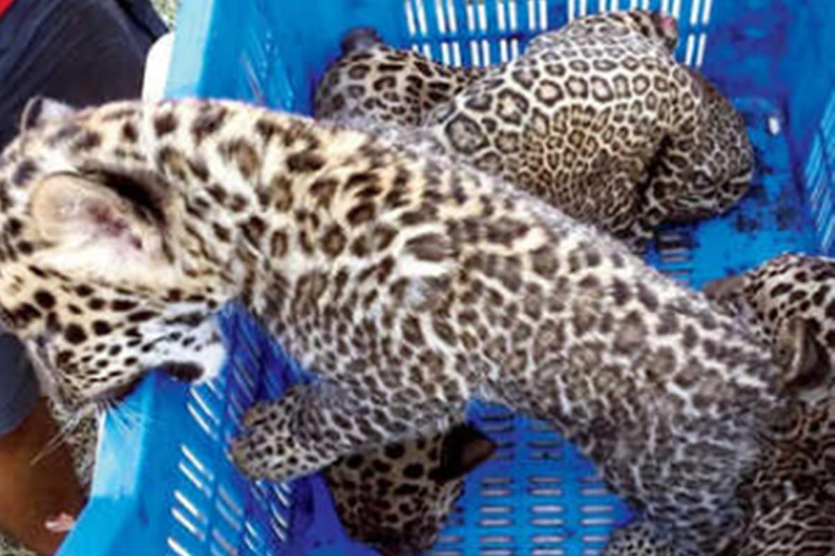 Five leopard cubs charred to death in sugarcane farm after farmer burnt trash