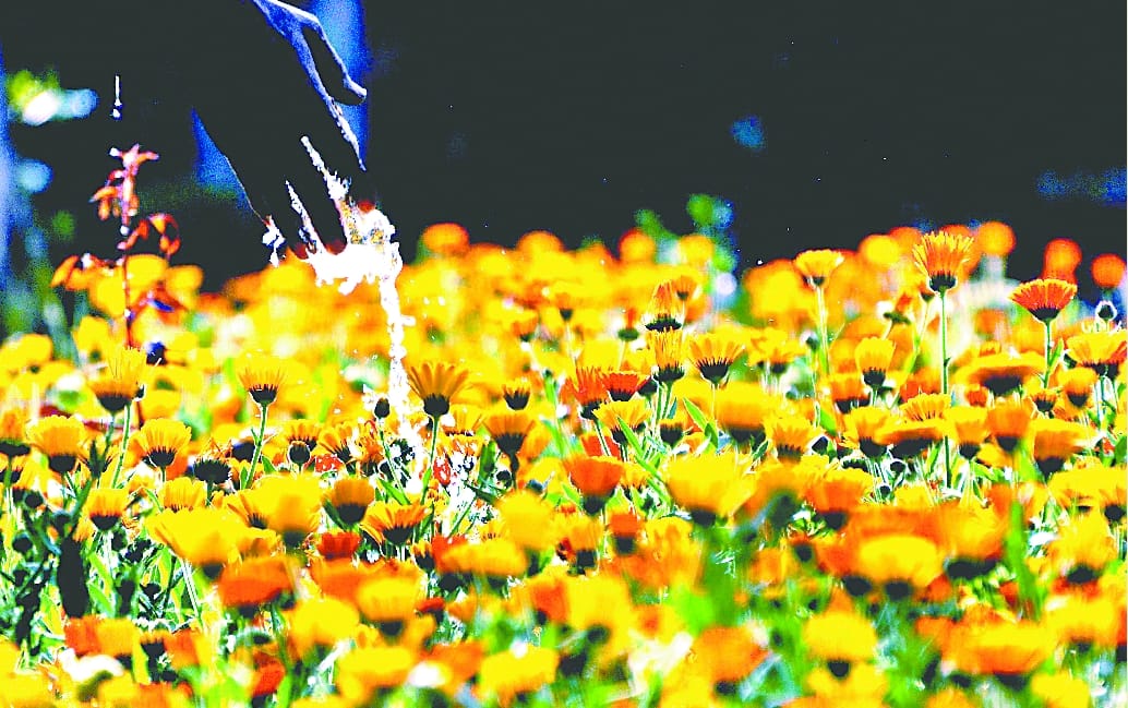 अमर उजाला पुष्प प्रदर्शनी- आइए.. मुस्कराते फूलों को है आपका इंतजार