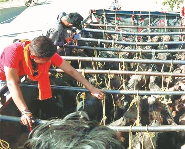 Caught catcher full of animals