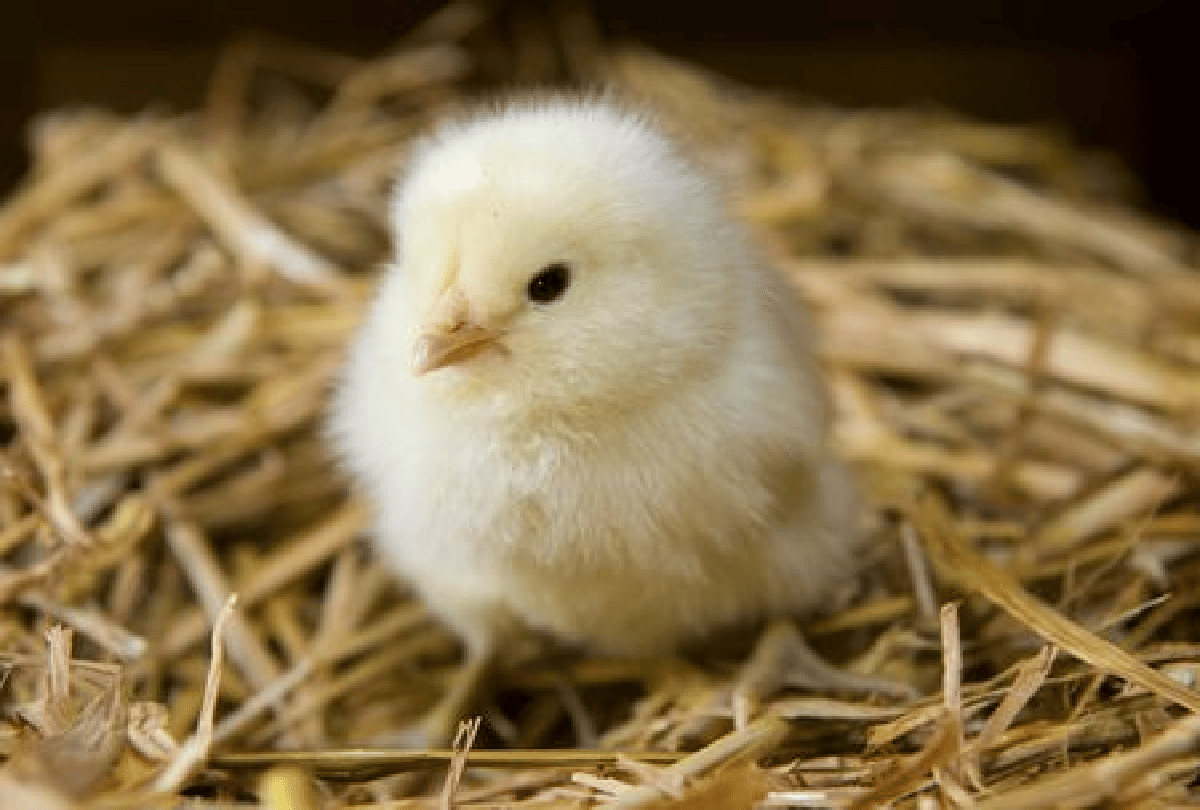 Government promote poultry farms issue 70 lakh and special breed Chicks in varanasi