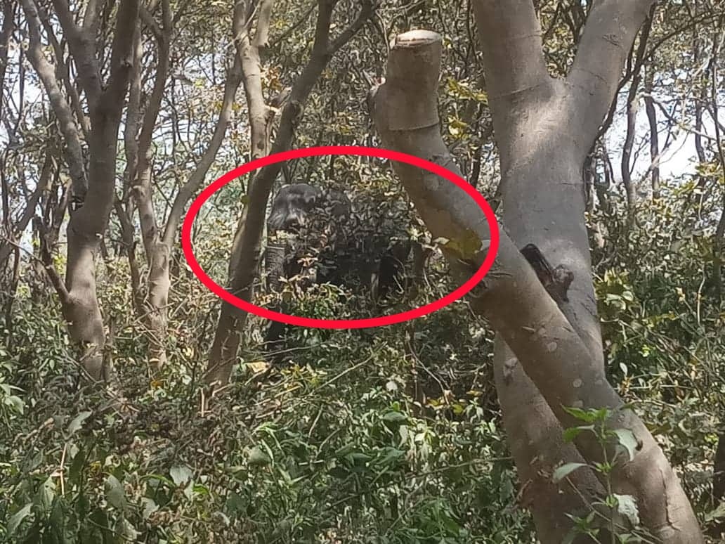 wild elephant killed old age couple brutally