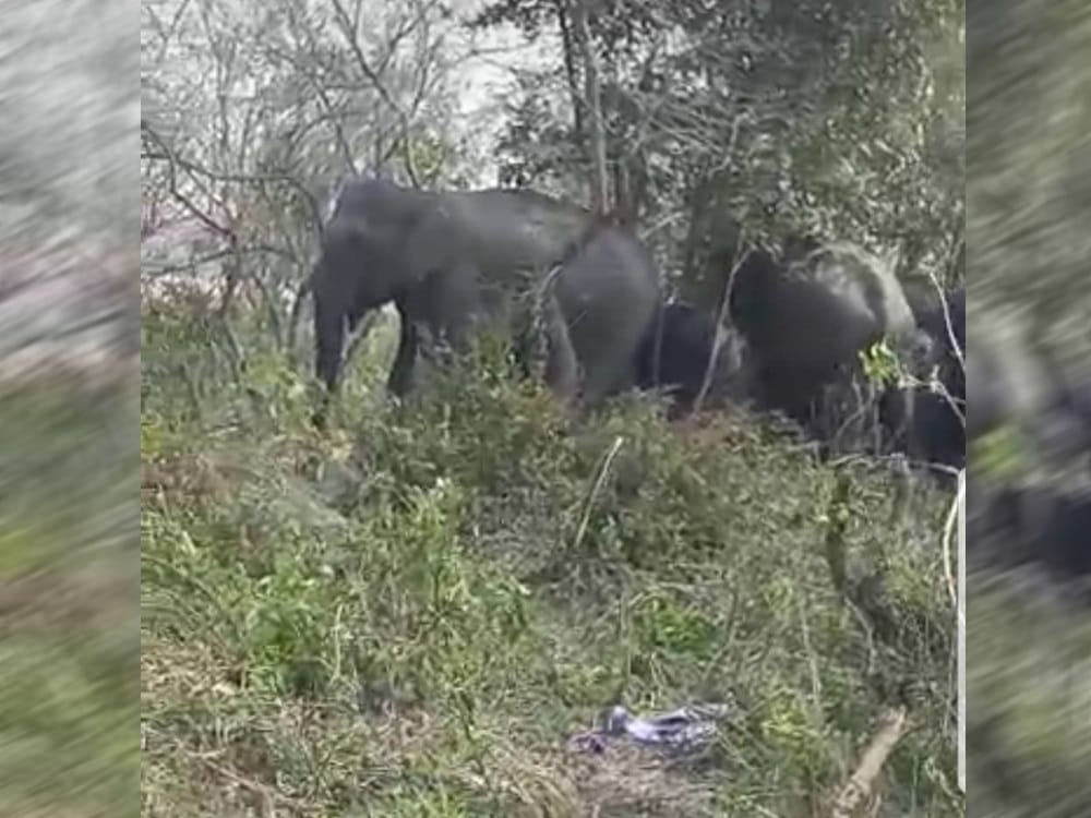 wild elephant group near haridwar bhogpur village