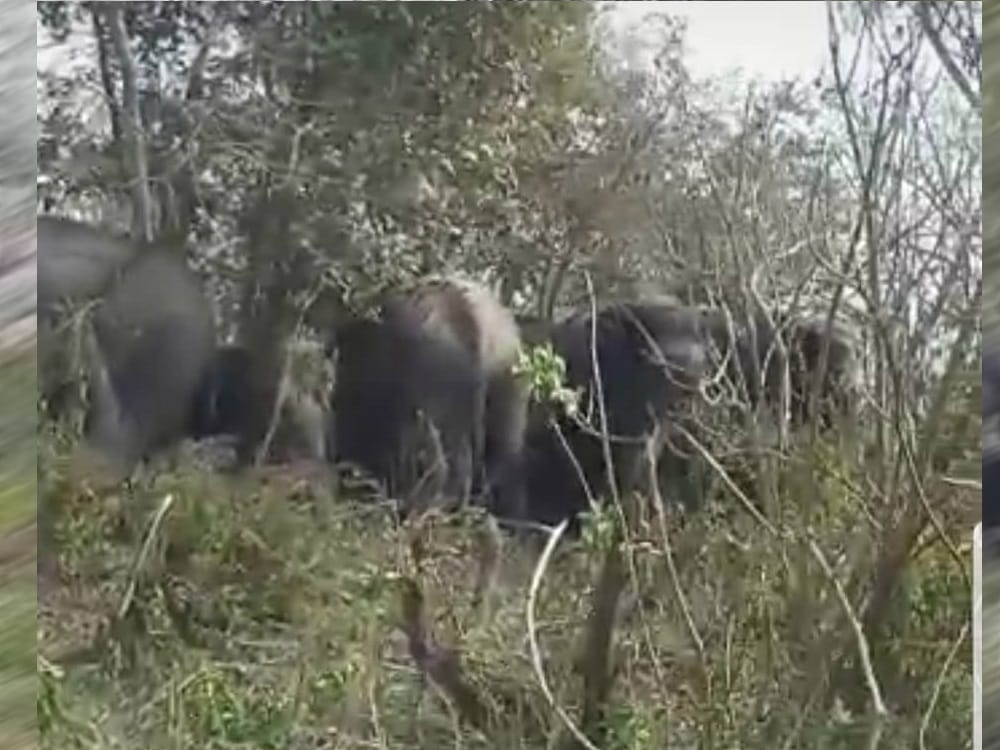 wild elephant group near haridwar bhogpur village