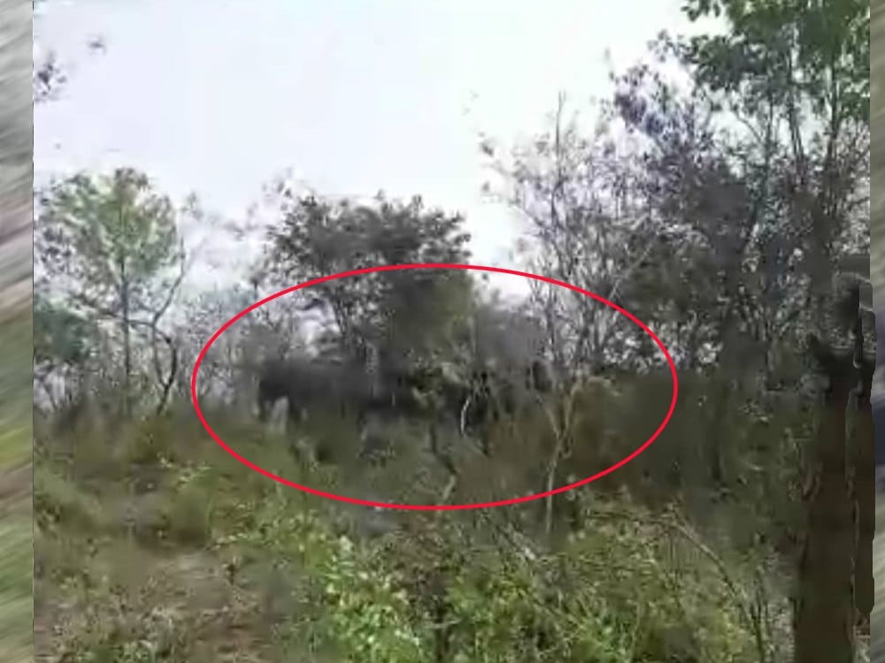 wild elephant group near haridwar bhogpur village