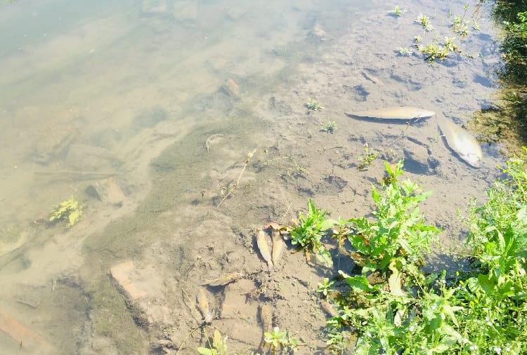 Fishes and Aquatic Animals found dead in drain of cement factory in ropar of punjab