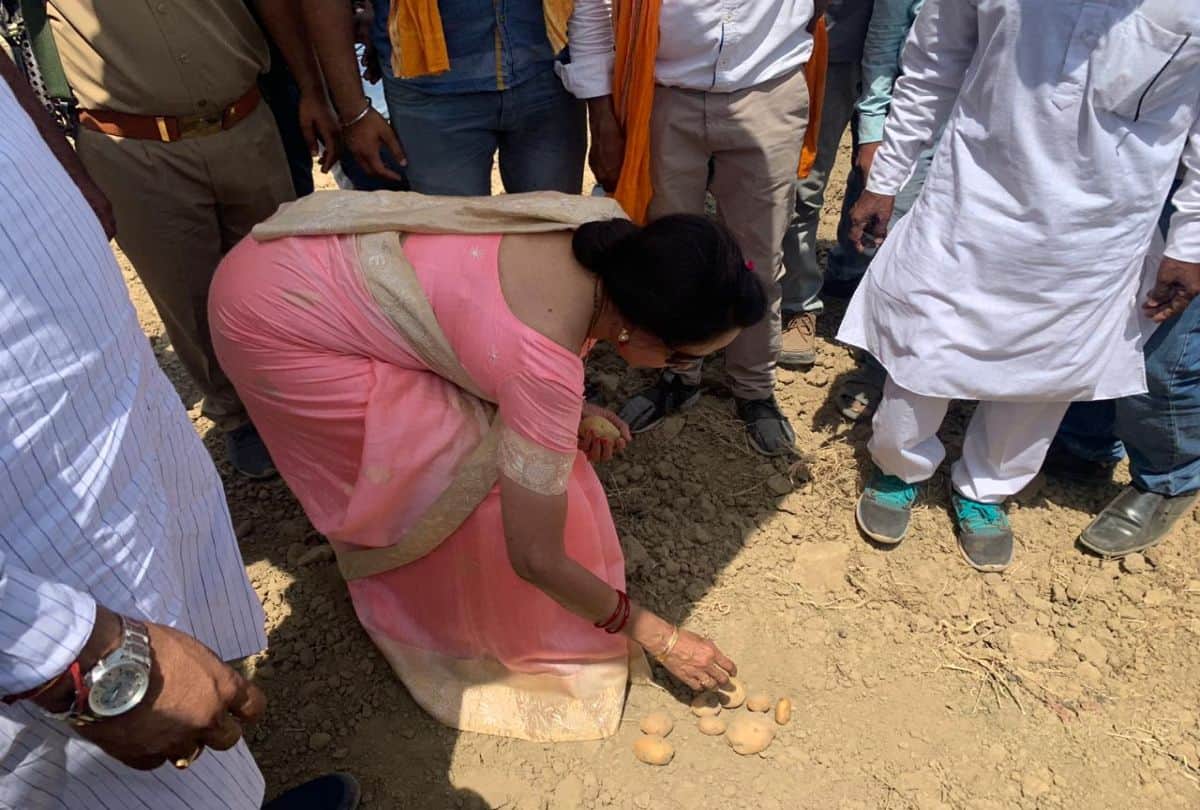 Hema Malini election campaign she Drive Tractor and Harvesting Crop