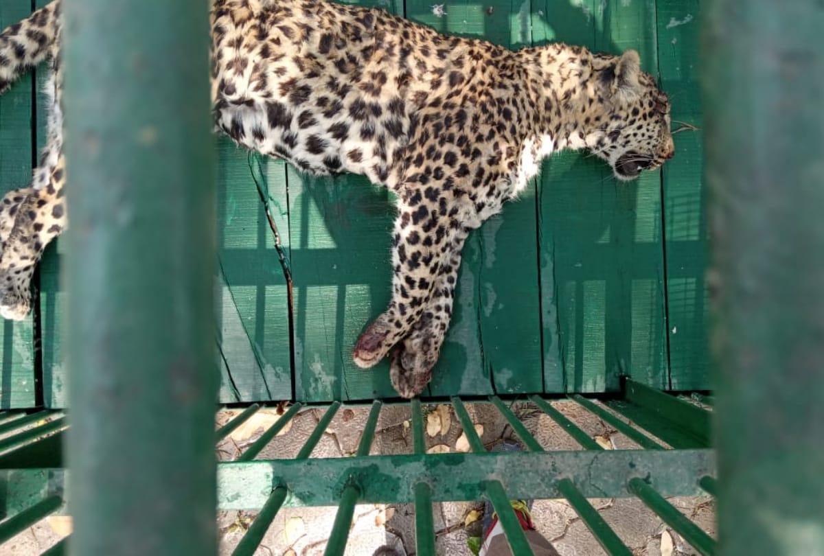 angry villagers killed leopard by ambush in bahraich