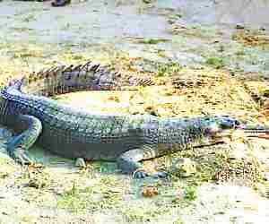 Alligator made people frighten
