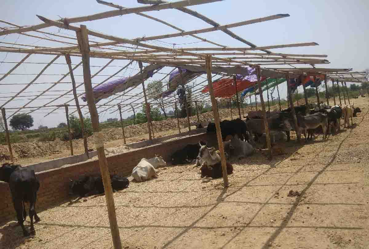 11 animal died in kanpur dehat
