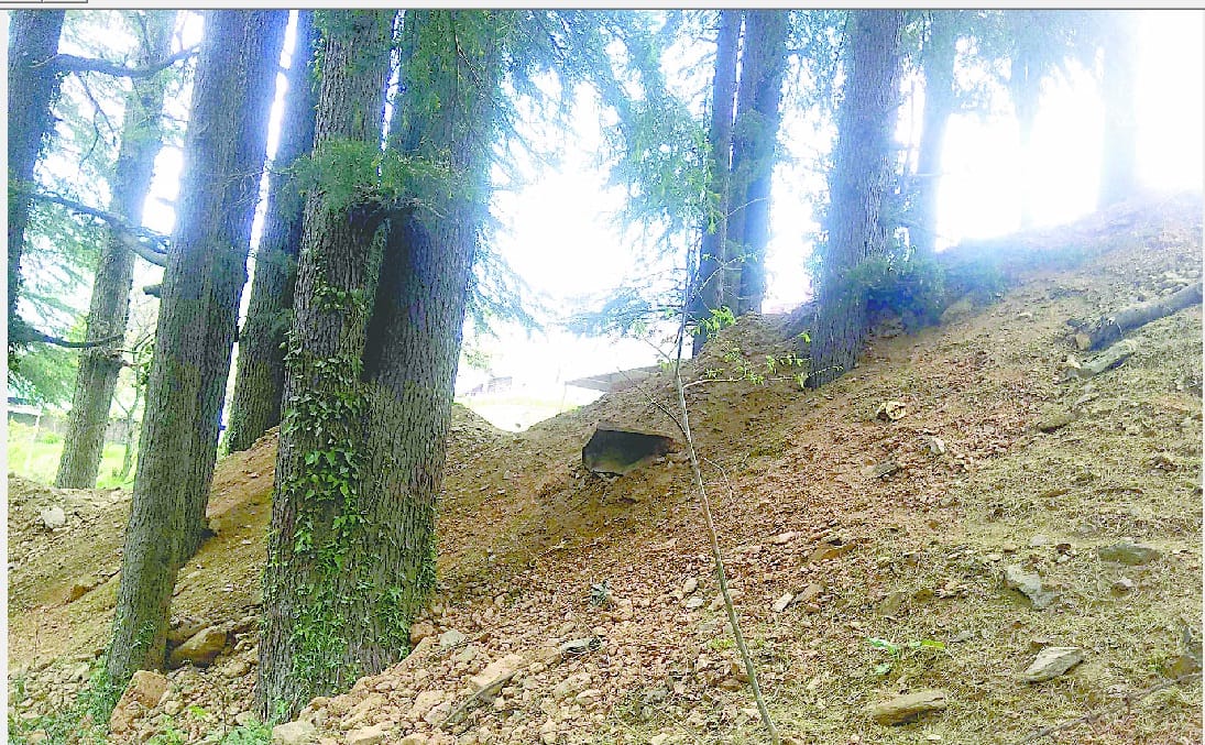 Trees are getting harm