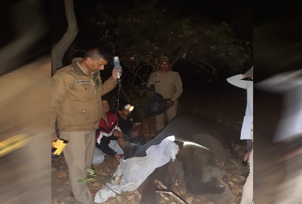 Elephant calf Accident in raiwala rescue photos 