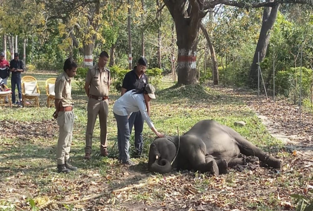 Elephant calf Accident in raiwala rescue photos 
