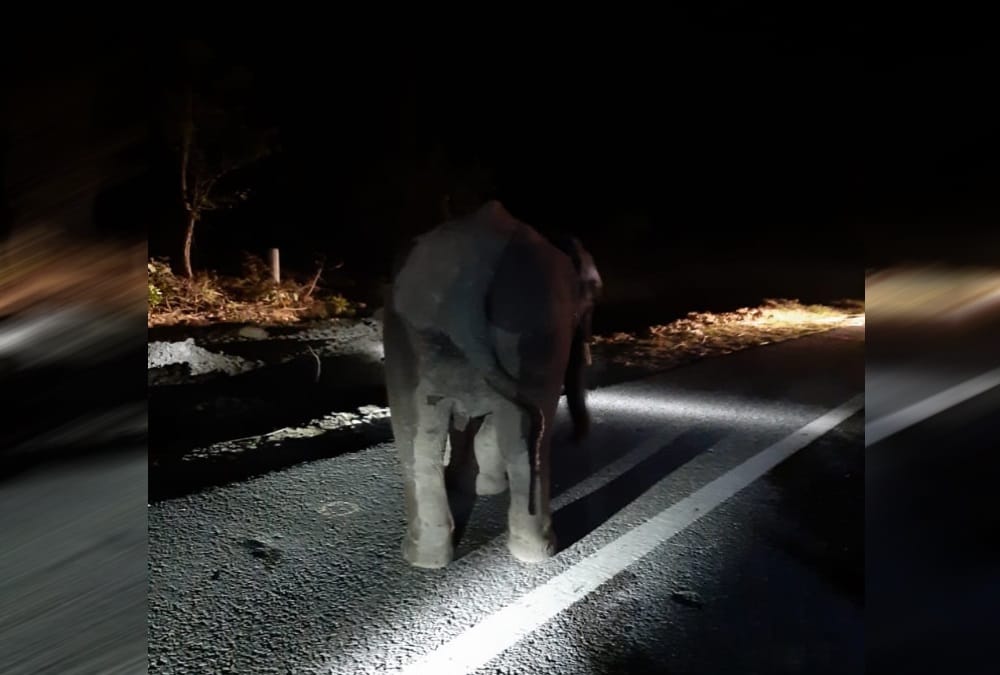 Elephant calf Accident in raiwala rescue photos 