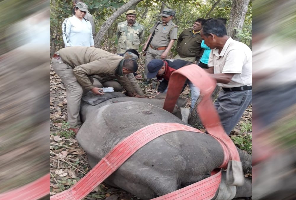 Elephant calf Accident in raiwala rescue photos 