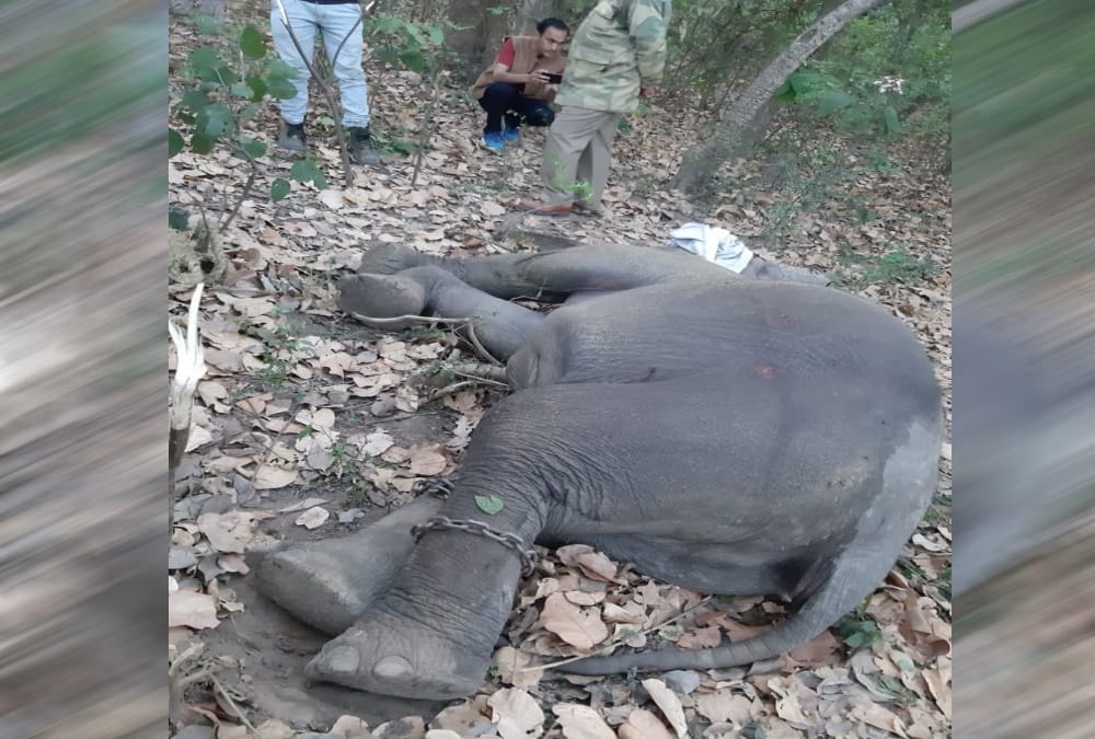 Elephant calf Accident in raiwala rescue photos 