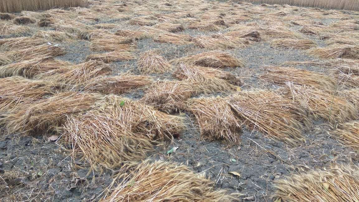 Thunderstorms, rain fall with wet weather, crops fall