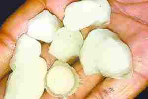 Hail fall with rain, damage to crops