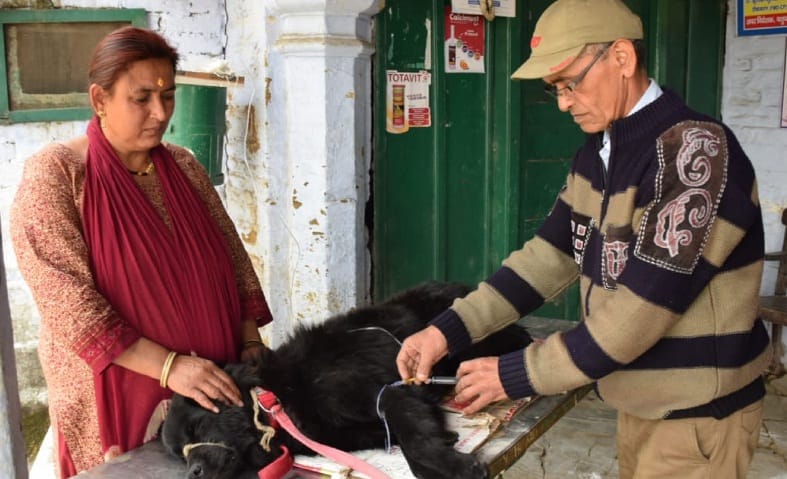 Dogs in the grip of parva virus