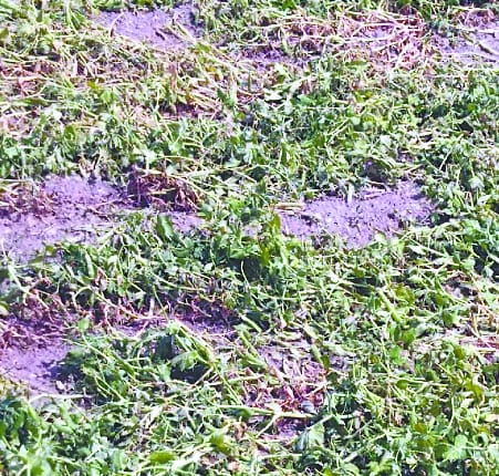 Harvesting of crop in Gwad State with hailstorm