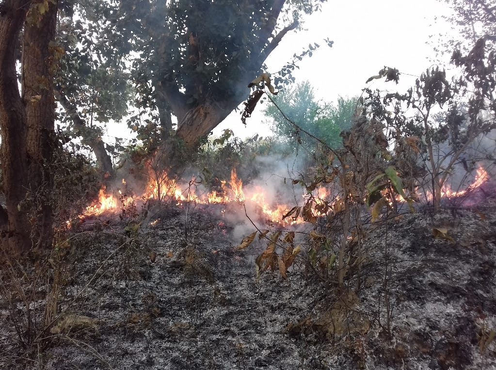 Flaming fire in forest area trees
