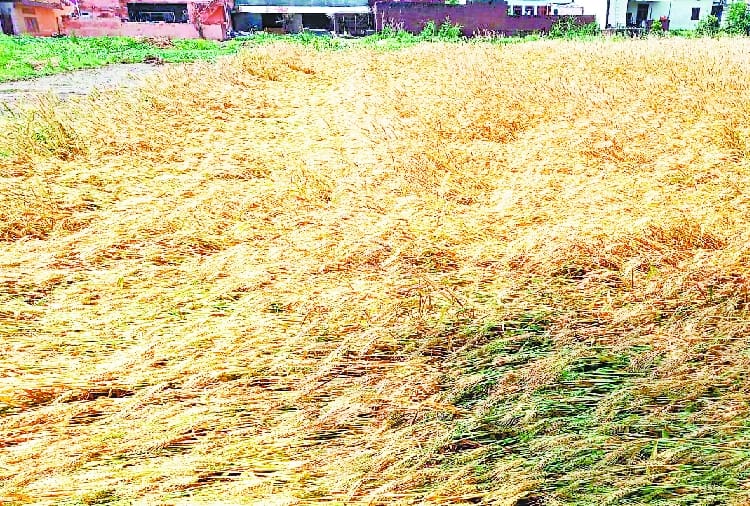Crop damages due to unseasonal rainfall in Punjab