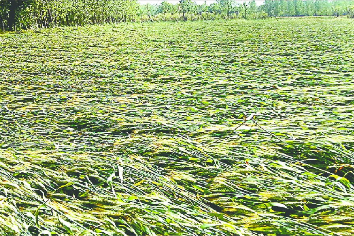 Jammu and Kashmir: Wheat is in danger, crops in around 200 kanal lands caught fire