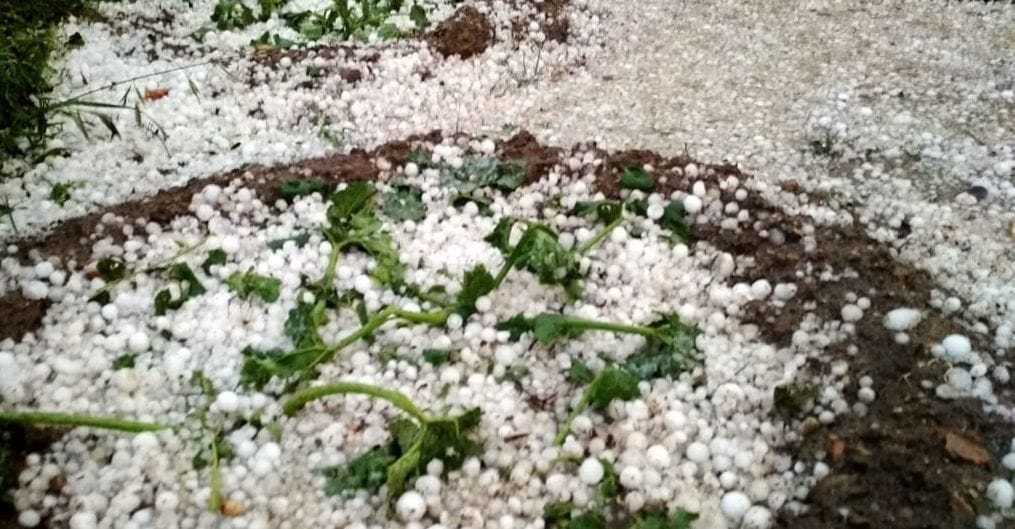 rain and hailstorm at kumaon region in uttarakhand