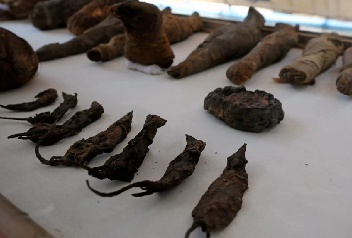 thousands of years old Egyptian sarcophagus mummy in gold found in opened on live Discovery channel