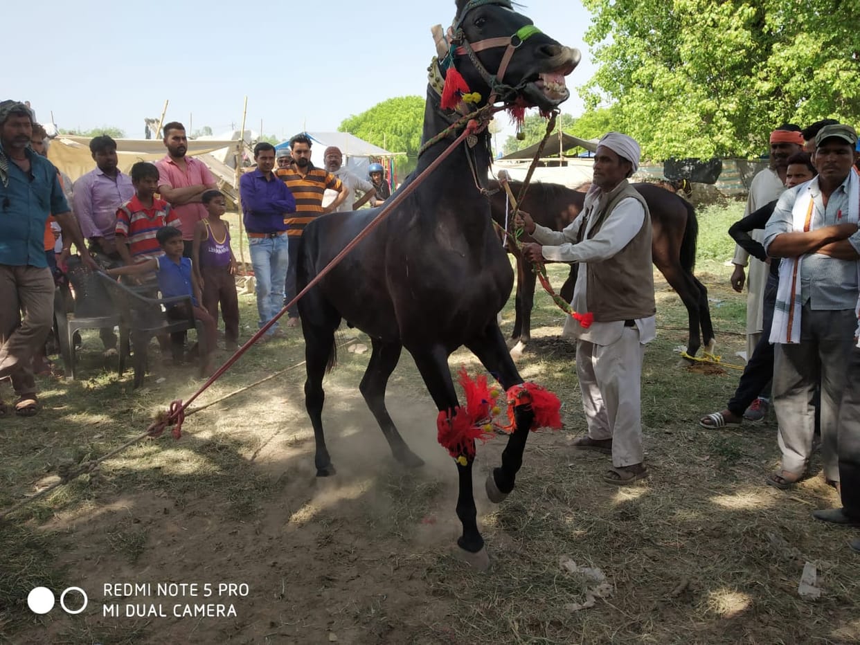 dancing horse in chaiti mela uttarakhand