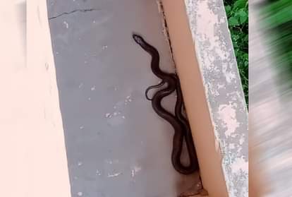 घर के अंदर से कोबरा का रेस्क्यू