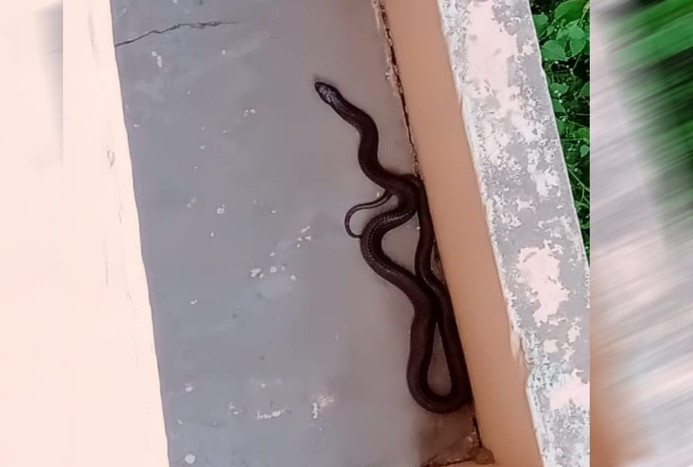 Giant Poisonous cobra rescue from house in dehradun 