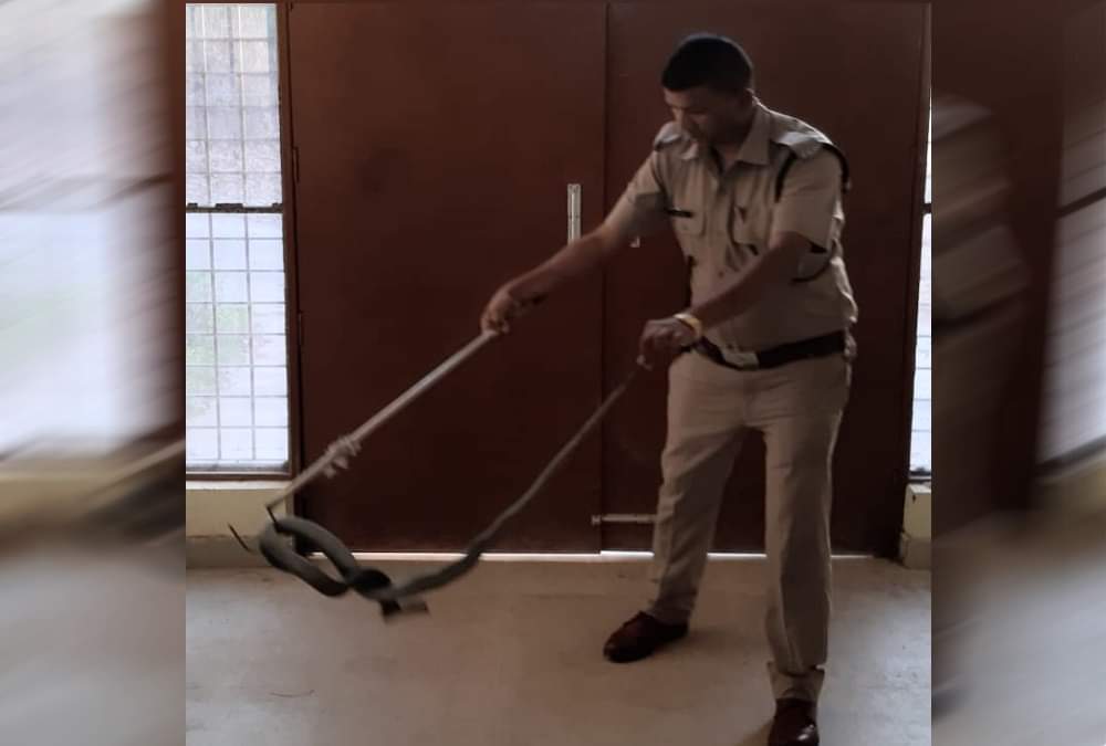 Giant Poisonous cobra rescue from house in dehradun 