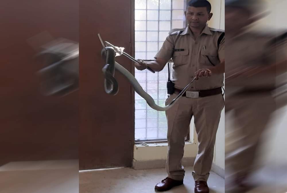 Giant Poisonous cobra rescue from house in dehradun 