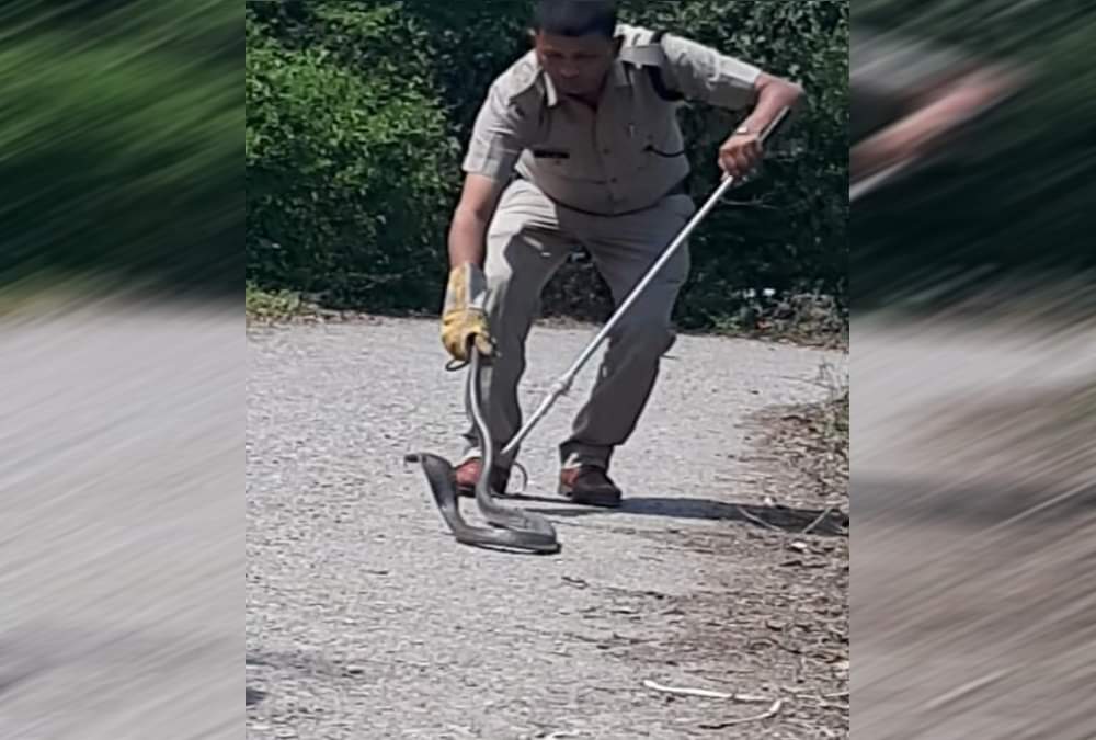 Giant Poisonous cobra rescue from house in dehradun 