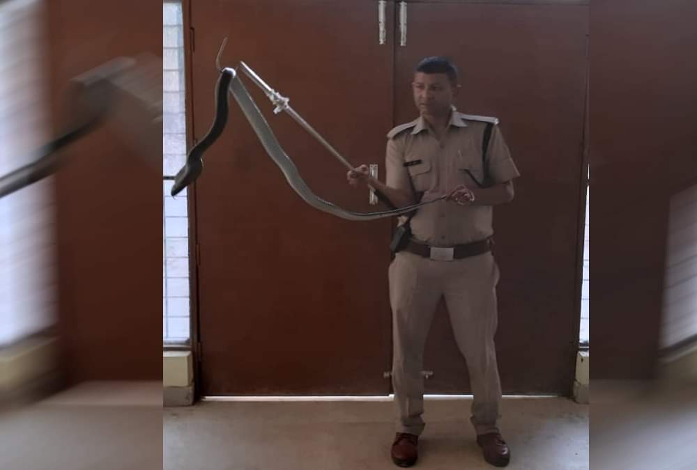 Giant Poisonous cobra rescue from house in dehradun 