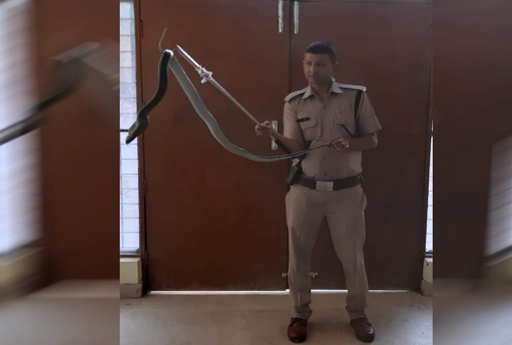 Giant Poisonous cobra rescue from house in dehradun 