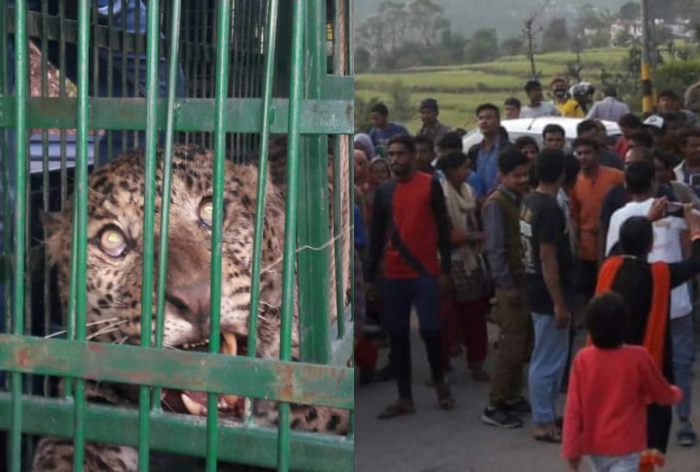 Leopard stuck in Thorn wire panic in almora village rescue photos 