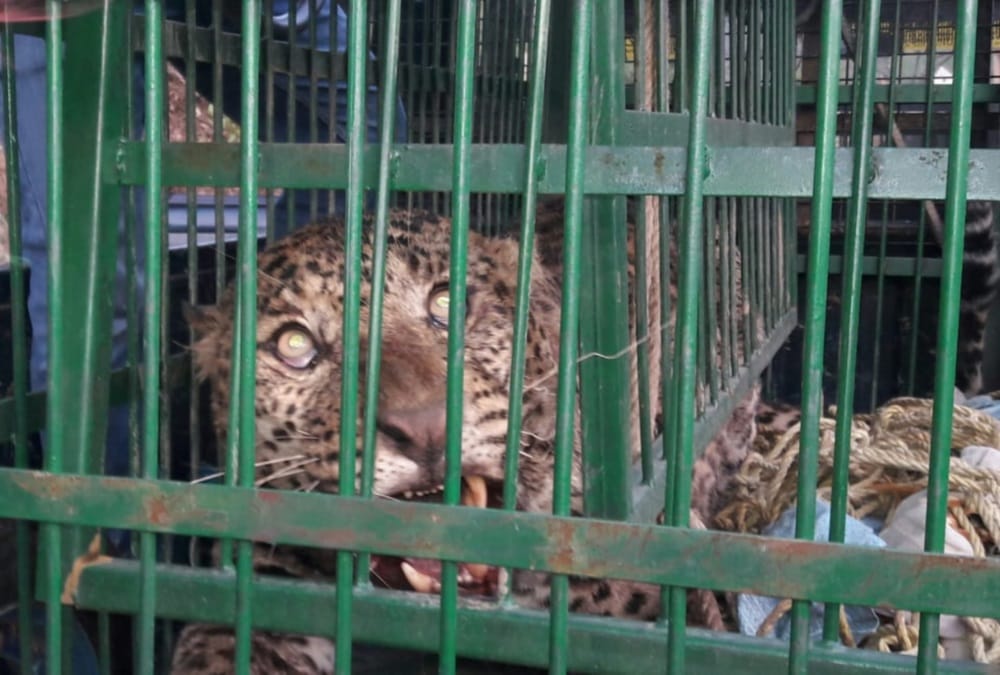 Leopard stuck in Thorn wire panic in almora village rescue photos 