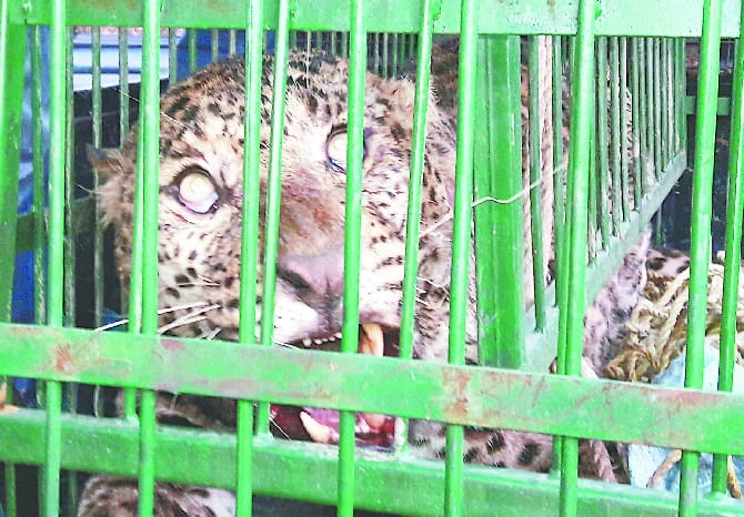 lepord trapped for 11 hours in fence