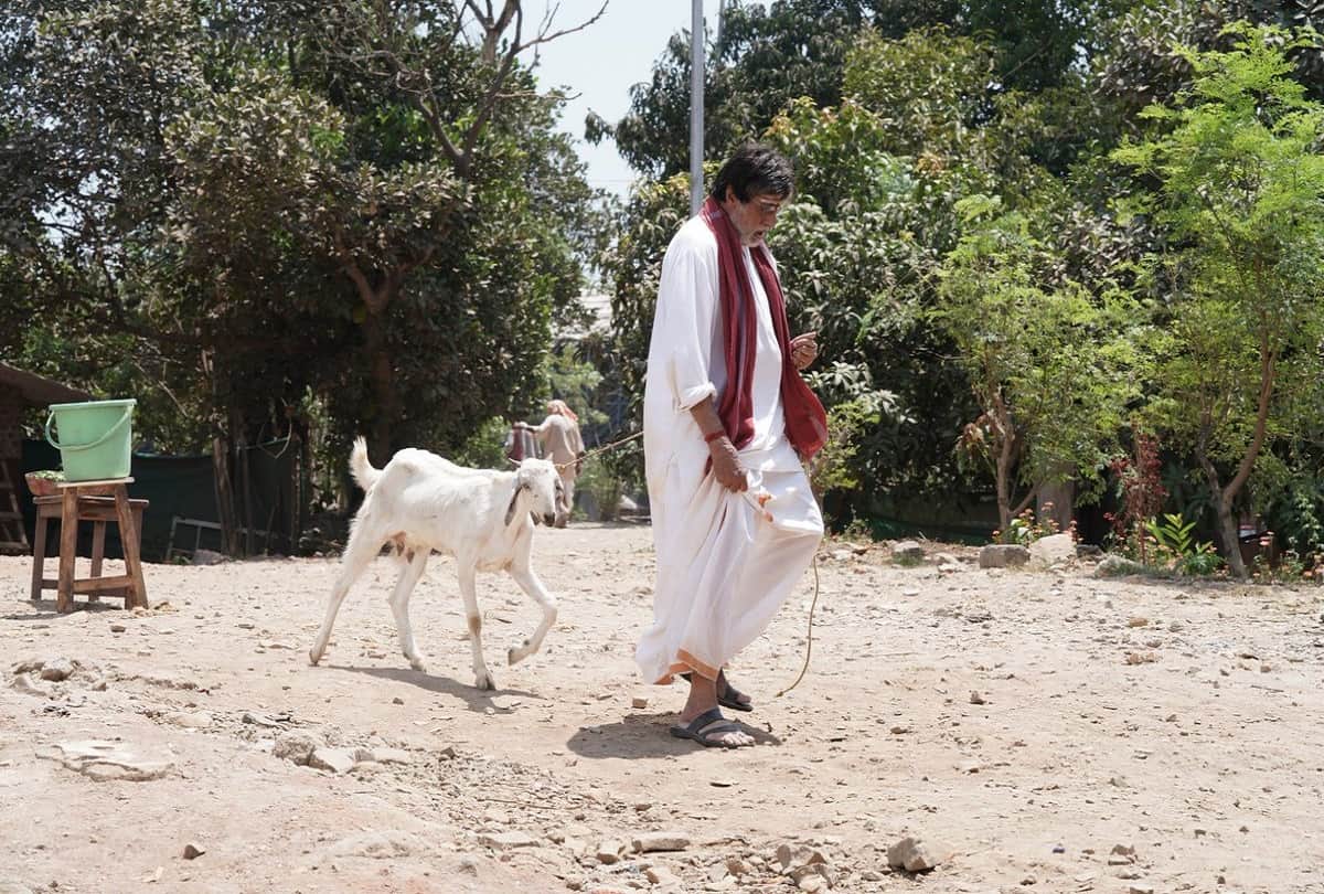 amitabh bachchan shared a picture with goat
