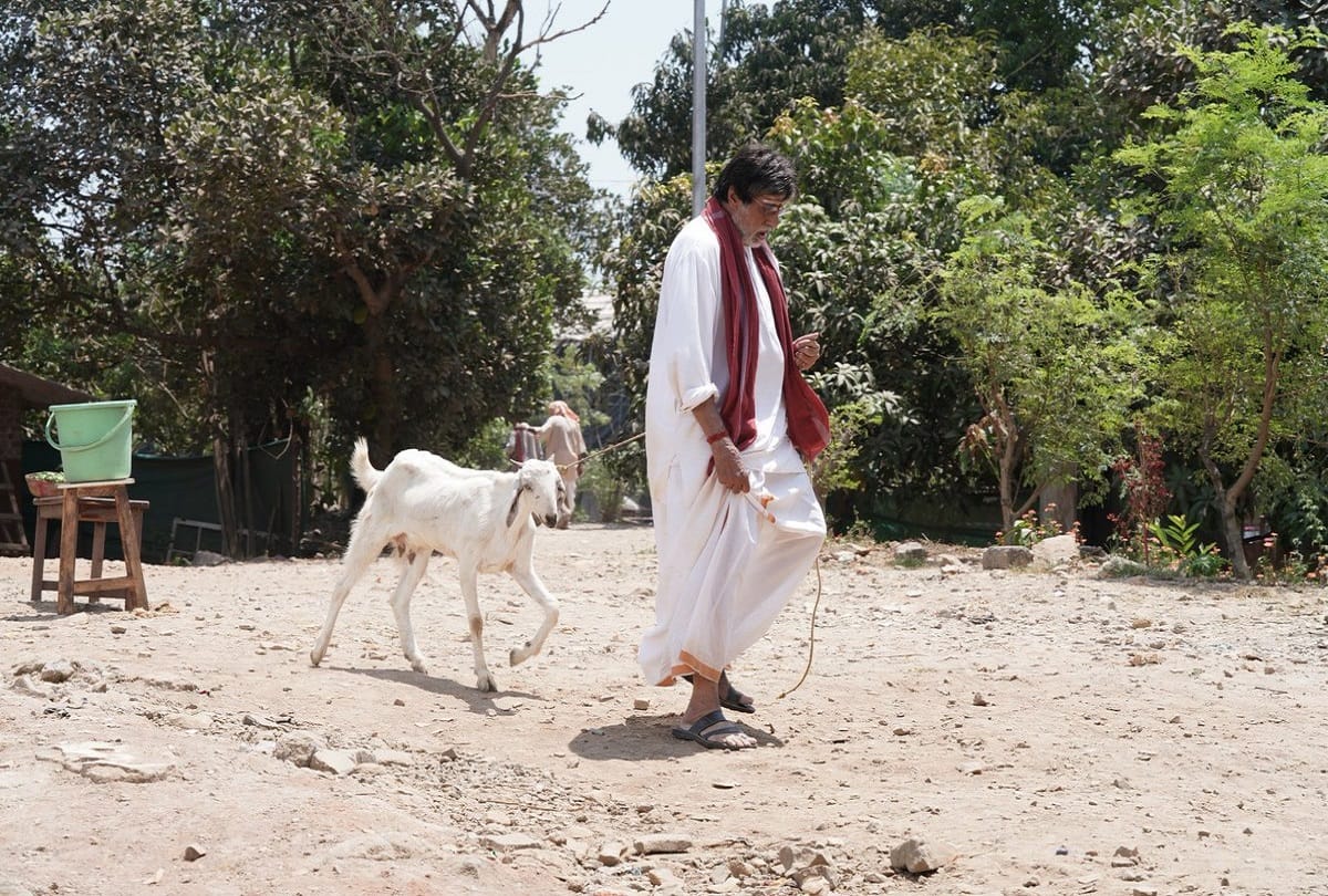 amitabh bachchan shared a picture with goat