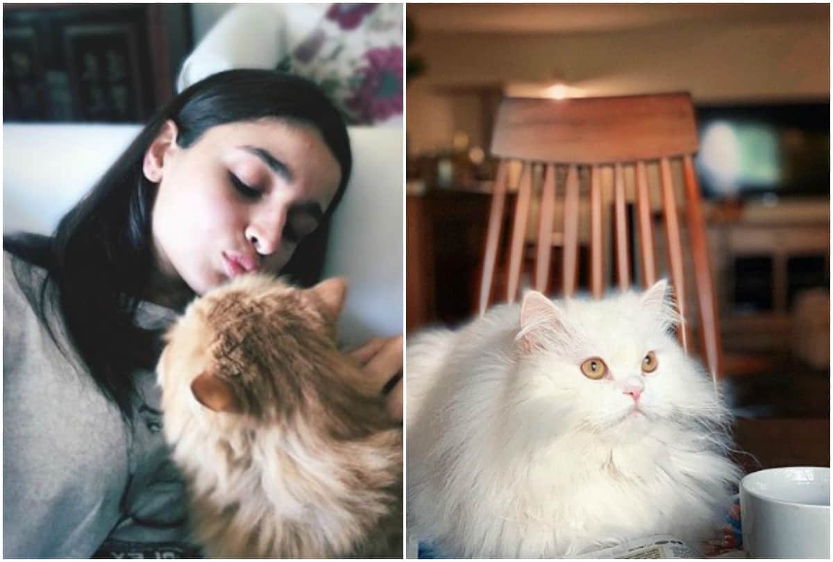 Priyanka Chopra to Salman Khan 7  Bollywood stars With Their Super Adorable Pets