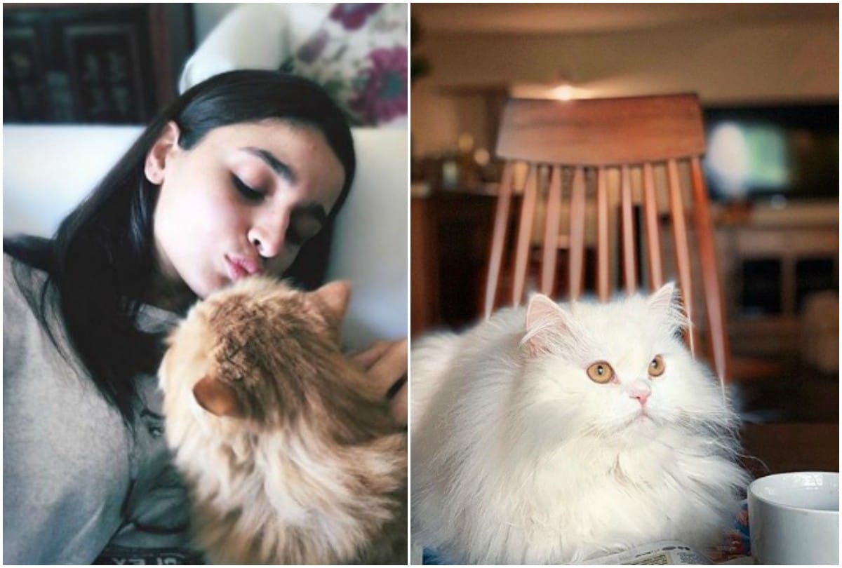 Priyanka Chopra to Salman Khan 7  Bollywood stars With Their Super Adorable Pets