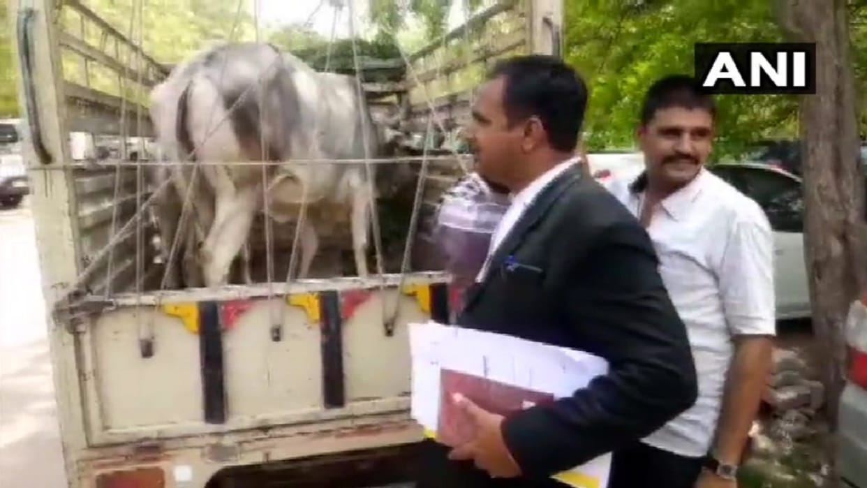 Rajasthan: A cow was produced in court in Jodhpur in ownership dispute case