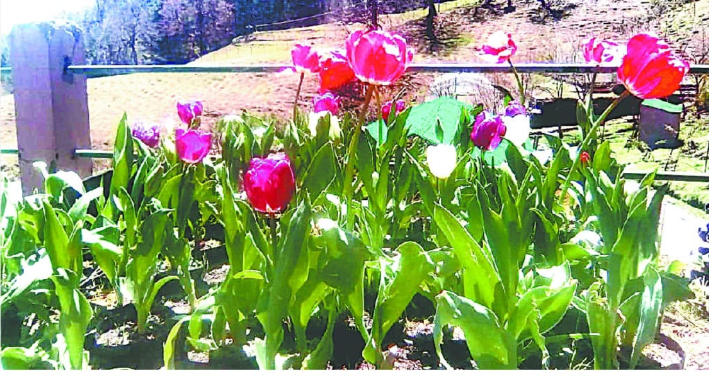 Thaludhud and Khalia from Tulip
