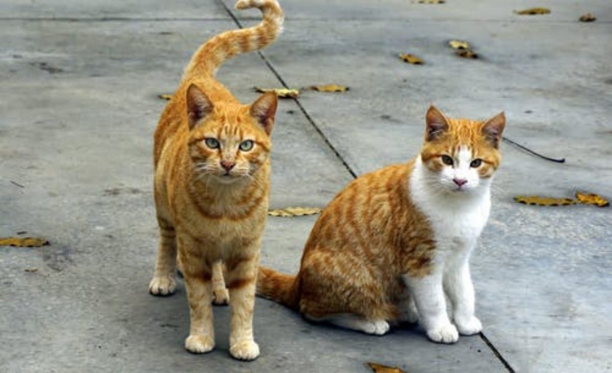 Domestic Cats Classified As 'Invasive Alien Species' By Polish Institute, Decision Causes Uproar: Report