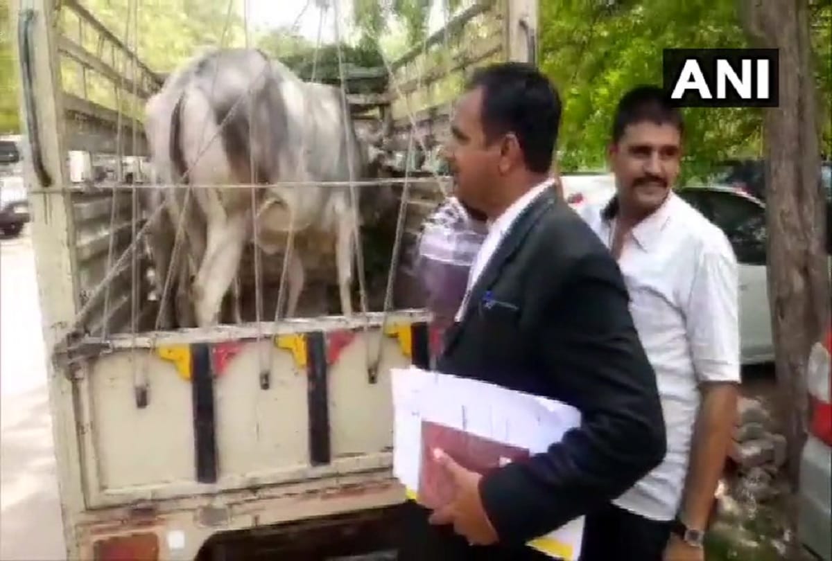 unique hearing in the local court of jodhpur A cow was produced over its ownership dispute