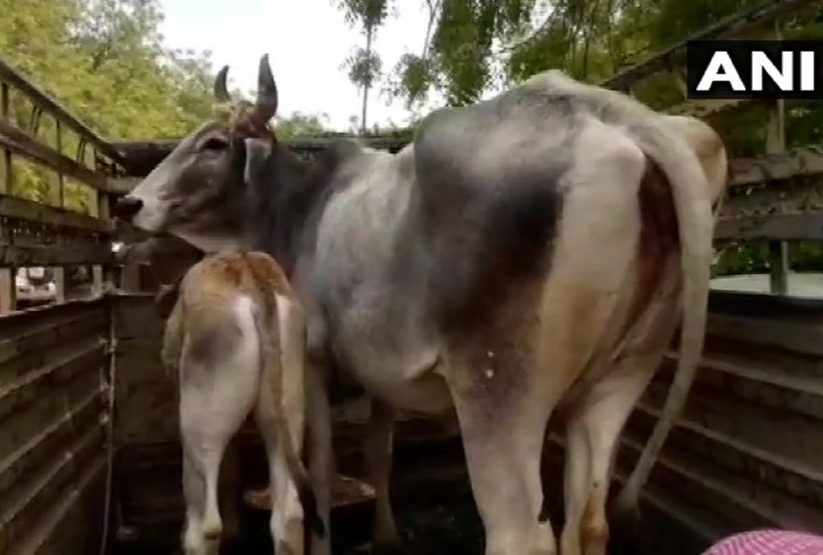 unique hearing in the local court of jodhpur A cow was produced over its ownership dispute