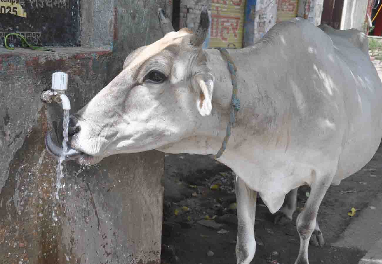 Lovely And Sweet Animal Pictures during summer amar ujala special